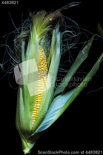 Image of Maize cob 