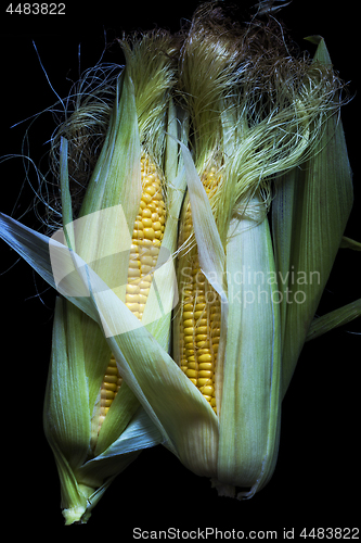 Image of Maize cob 