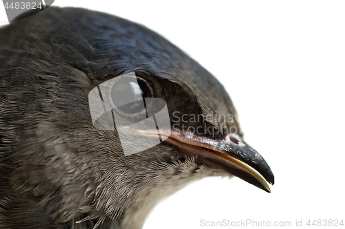 Image of Baby Tree Swallow