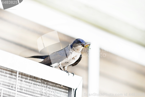 Image of Bicolor swallow