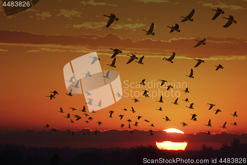 Image of Canada Geese