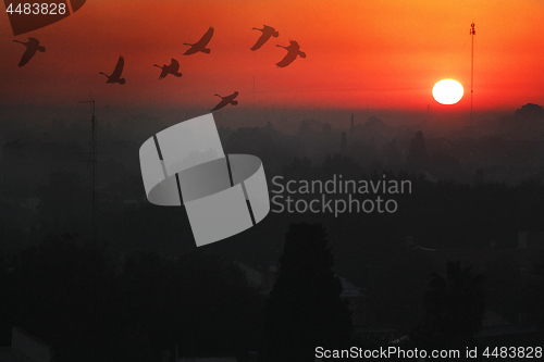 Image of Dawn with geese in Temperley                                    