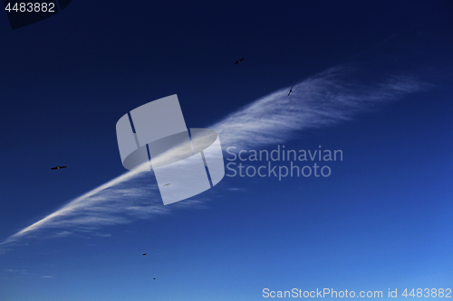 Image of Swallows and Cloud        