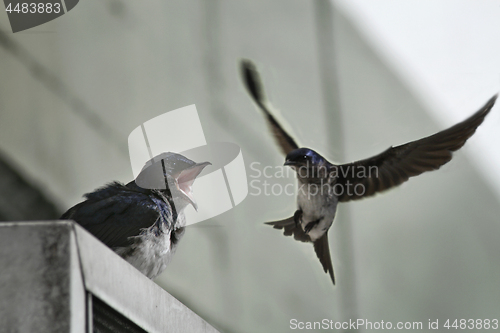 Image of Bicolor swallow  