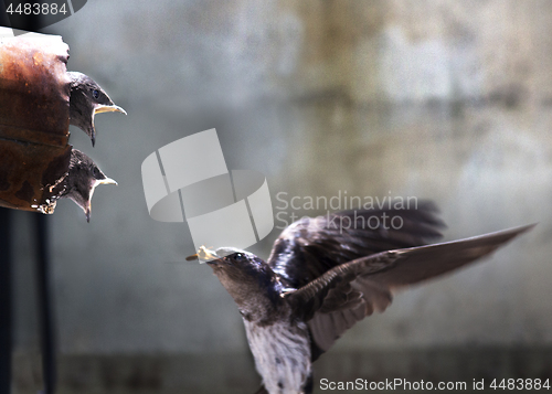 Image of Swallow with chicks