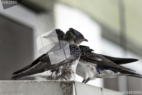 Image of Bicolor swallow  