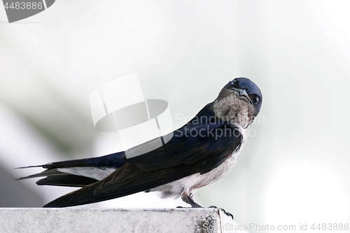 Image of Bicolor swallow  