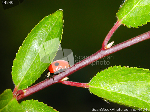 Image of Ladybird