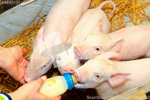 Image of Bottle feed piglets