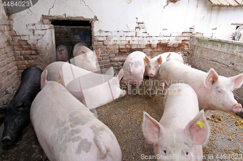 Image of Animal farm