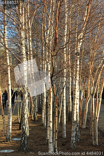 Image of Birch Wood