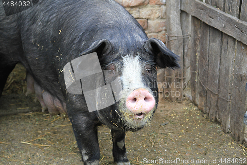 Image of Black Pig