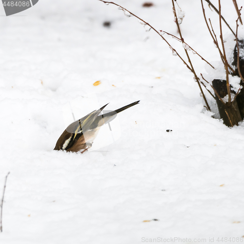 Image of Chaffinch looking for food under the snow