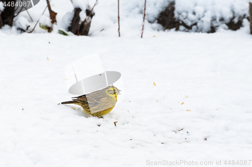 Image of Yellow sparrow eating on a snowy ground