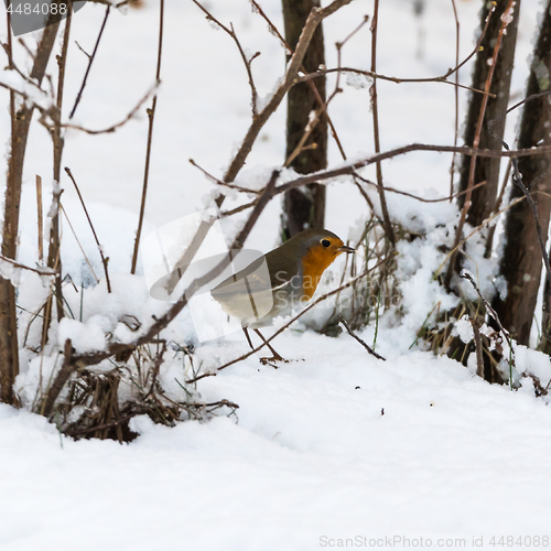 Image of Robin bird on snowy ground