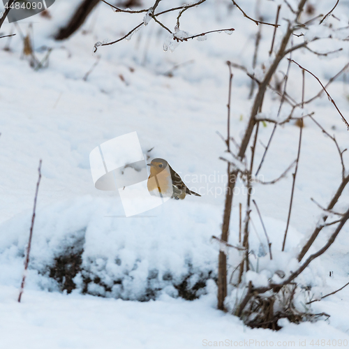 Image of Little red Robin on a snowy ground