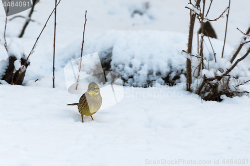 Image of Yellow sparrow in winter season