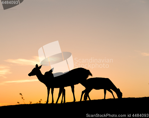 Image of Group of Deer with beautiful sky