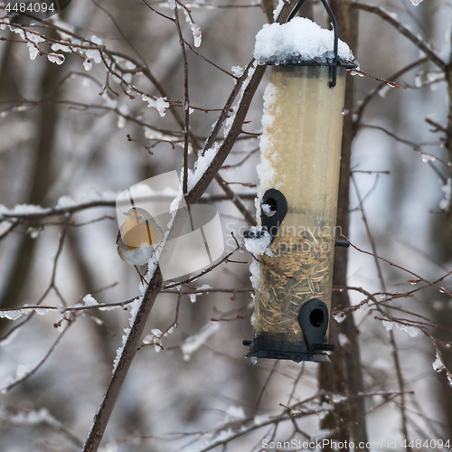 Image of Songbird by a bird feeder