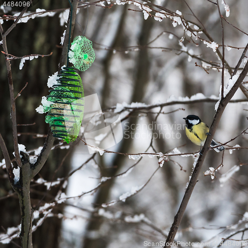 Image of Great Tit by a bird feeder in winter season