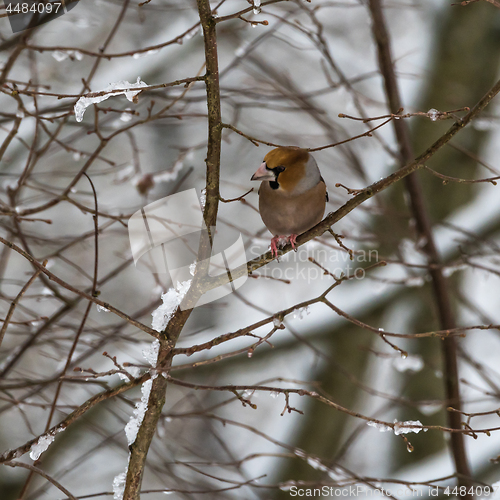 Image of Colorful Hawfinch bird in a tree by wintertime