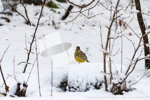 Image of Yellow sparrow on a snowy ground