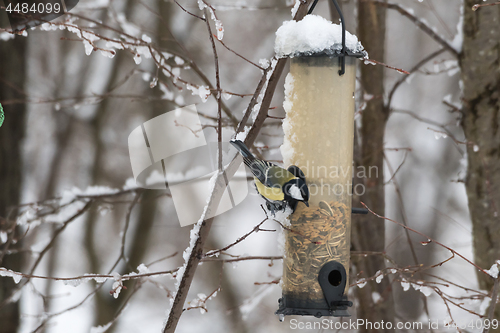 Image of Great Tit by a bird feeder