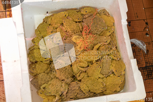 Image of Frogs in Box