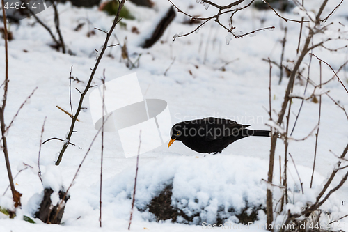 Image of Blackbird on a snowy ground