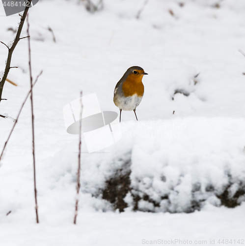 Image of Red Robin in winter season