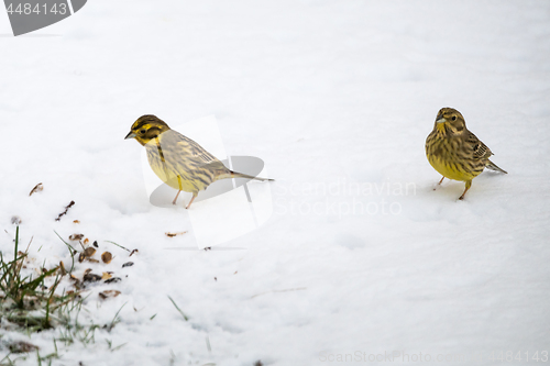 Image of Sparrows on a snowy ground