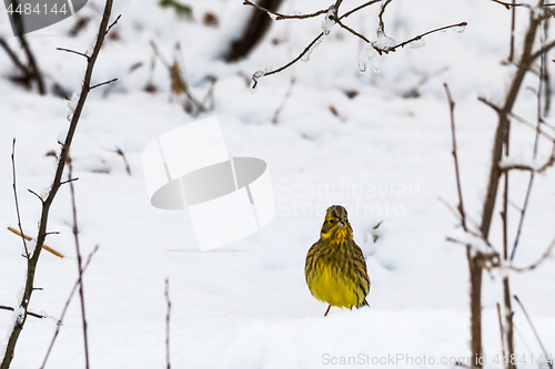 Image of Winterbird, male Yellowhammer