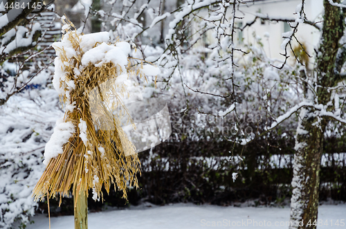 Image of Traditional sheaf of oats in a garden