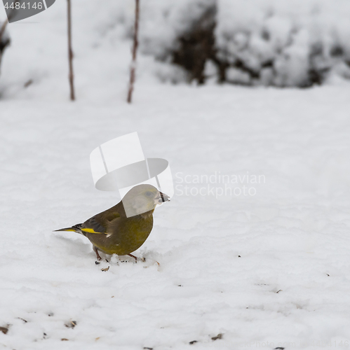 Image of Greenfich bird finding food on the ground