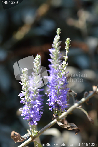 Image of Silver speedwell