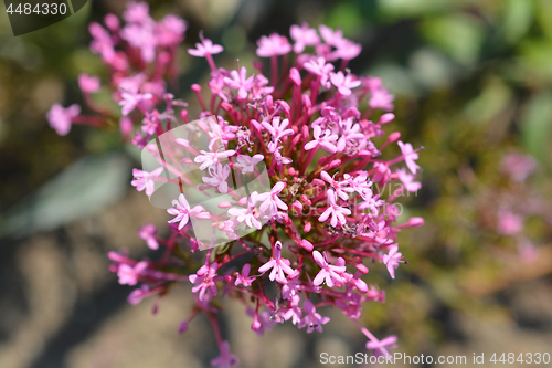 Image of Red valerian