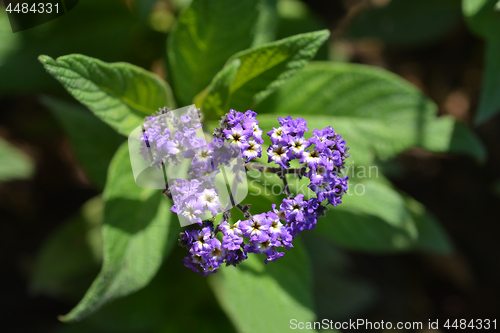 Image of Heliotrope Marine