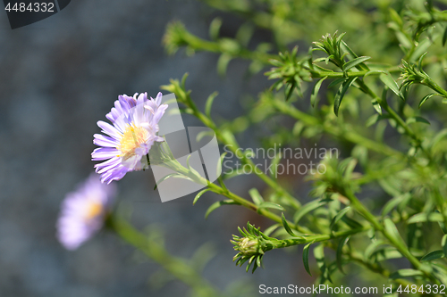 Image of Alpine aster Dunkle Schoene