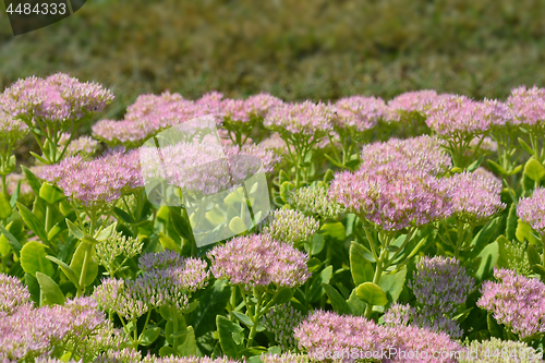 Image of Showy stonecrop