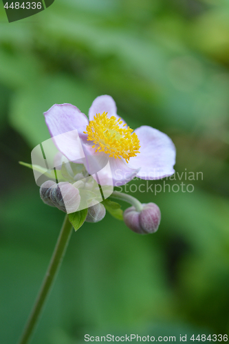 Image of Japanese anemone