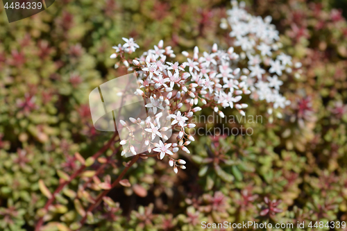 Image of Murale Stonecrop