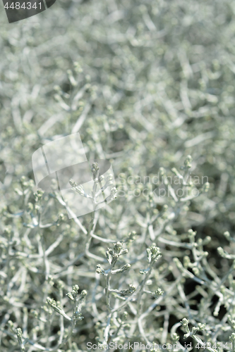 Image of Silver cushion bush
