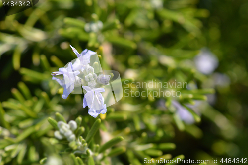 Image of Rosemary flowers