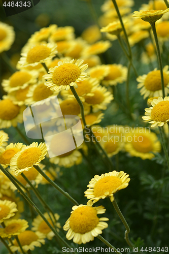 Image of Yellow chamomile Sancti-Johannis