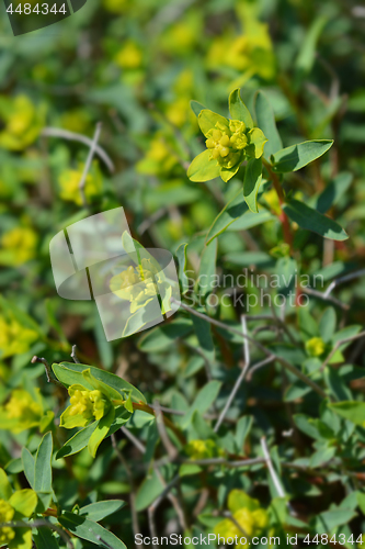 Image of Spiny spurge