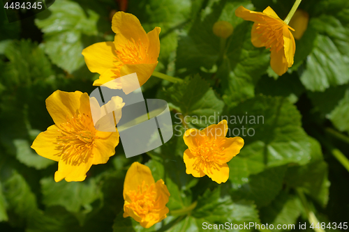 Image of Marsh marigold