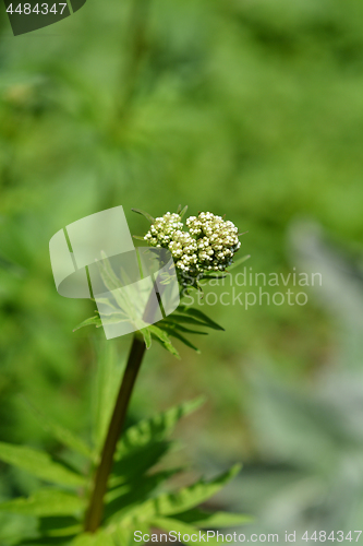 Image of Valerian