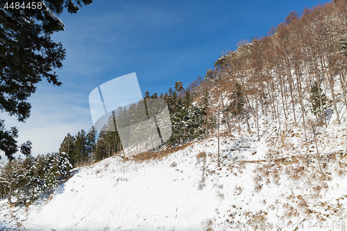 Image of winter forest in japan