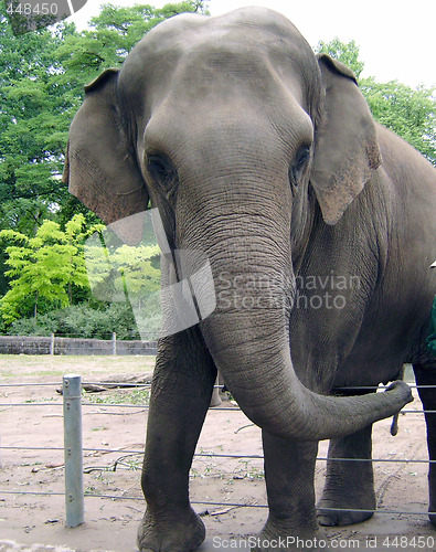 Image of Elephant portrait