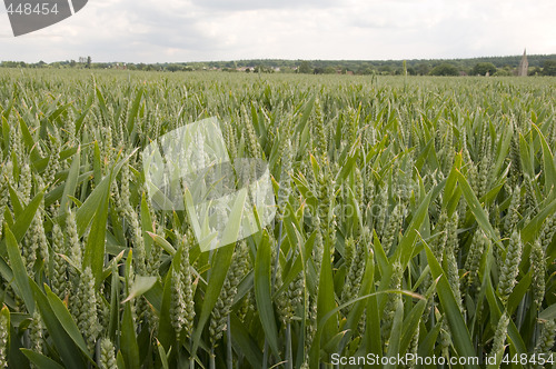 Image of Wheat field